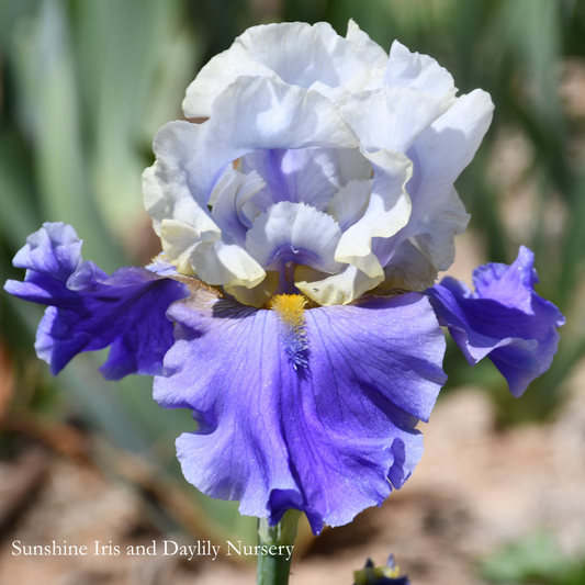 Dream Of You - Tall Bearded Iris