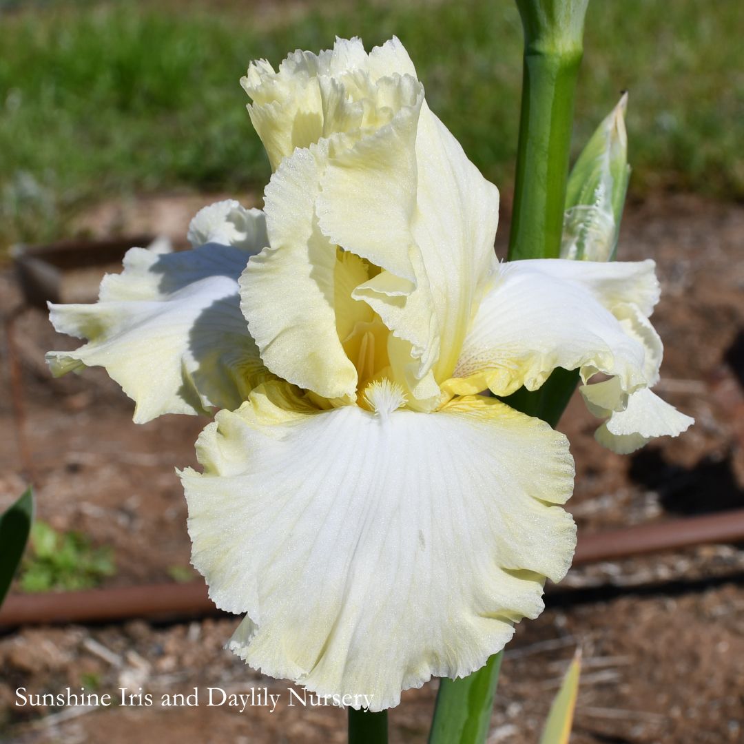 Dreaming in Cream Sunshine Iris Nursery