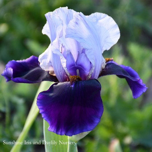 Dusky Evening - Tall Bearded Iris