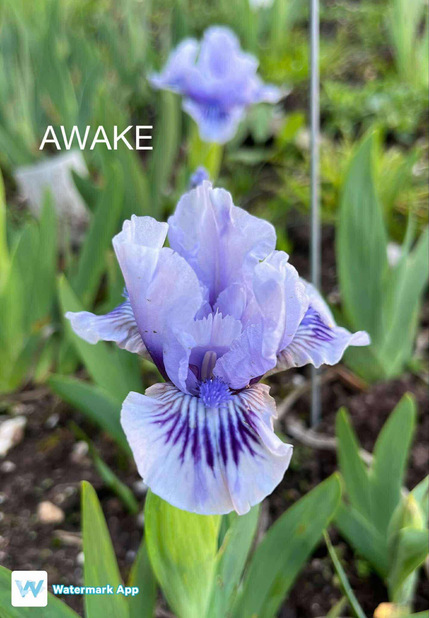 Awake - Dwarf Bearded Iris