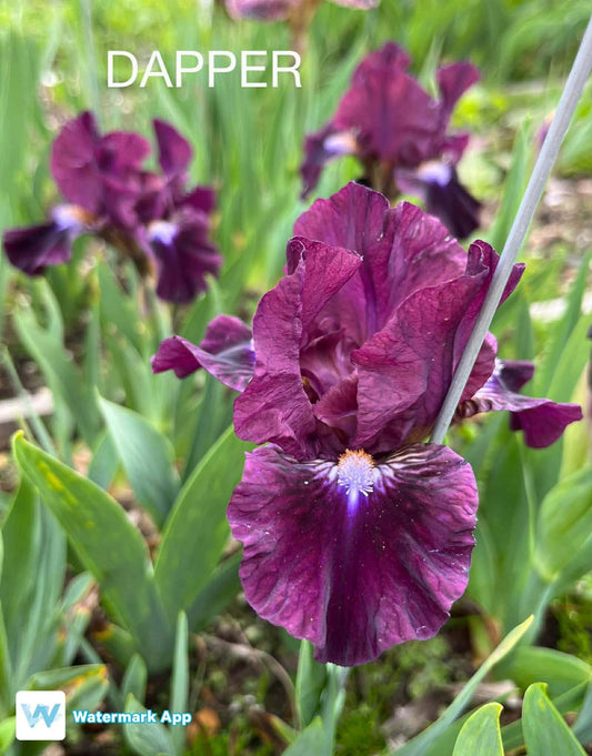 Dapper - Dwarf Bearded Iris