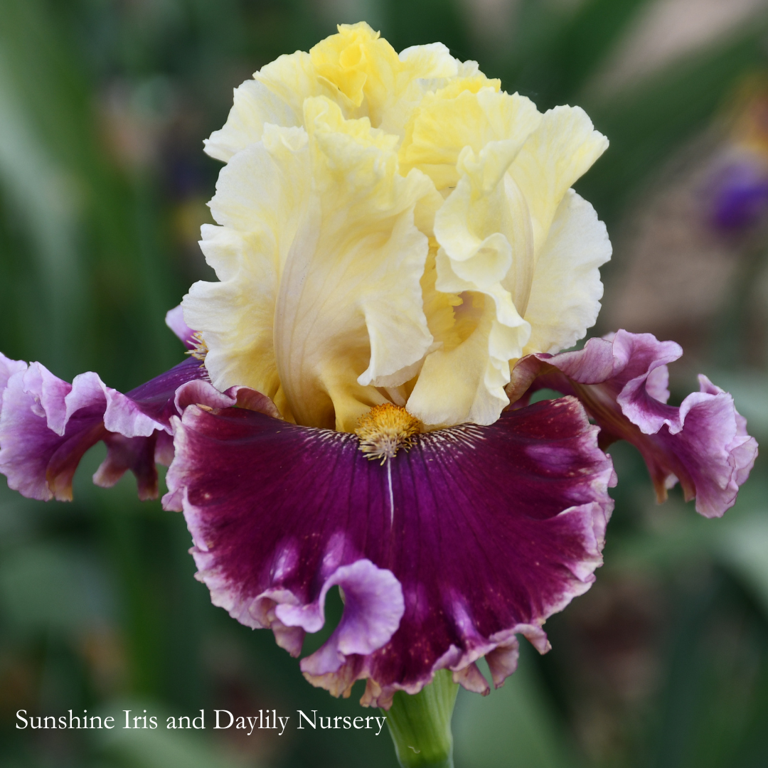 Edge of Happiness - Tall Bearded Iris