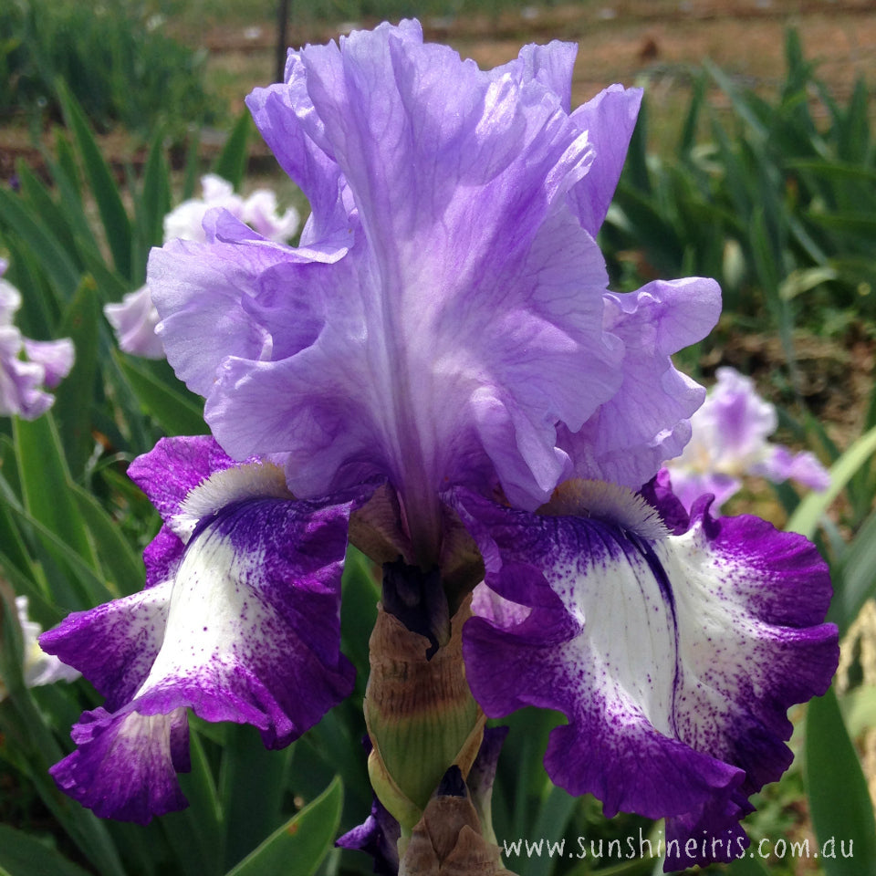 Excite Me - Tall Bearded Iris