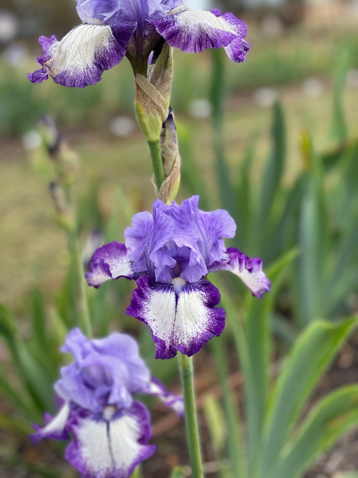 Excite Me - Tall Bearded Iris