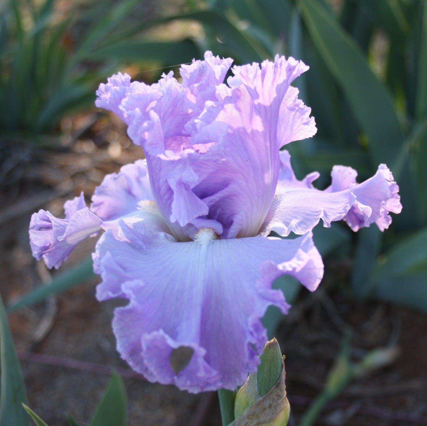 Excuse Me Darling - Tall Bearded Iris