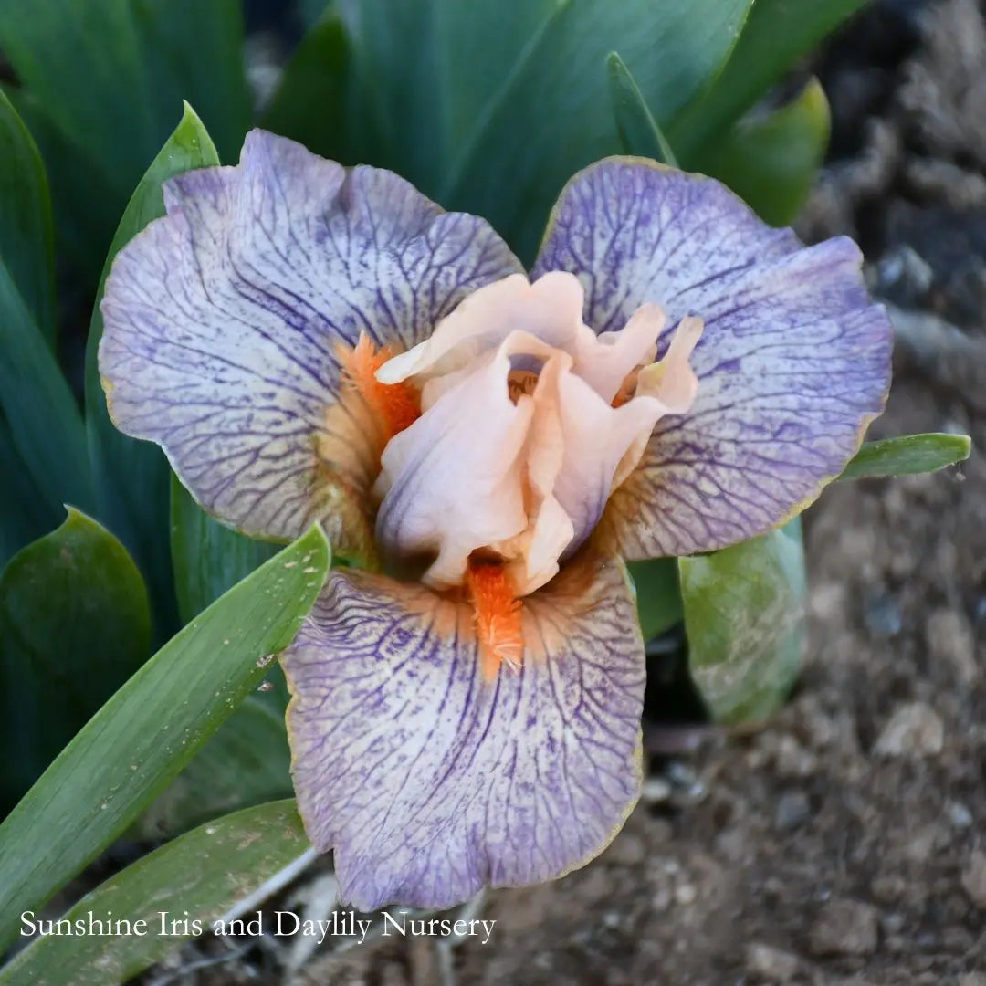 Extraterrestrial - Dwarf Bearded Iris Sunshine Iris Nursery