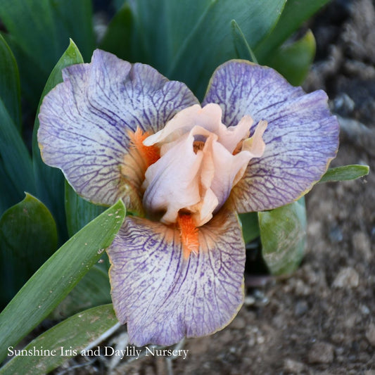 Extraterrestrial - Dwarf Bearded Iris Sunshine Iris Nursery