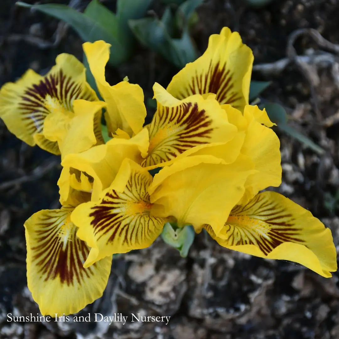 Eyebright - Dwarf Bearded Iris Sunshine Iris Nursery