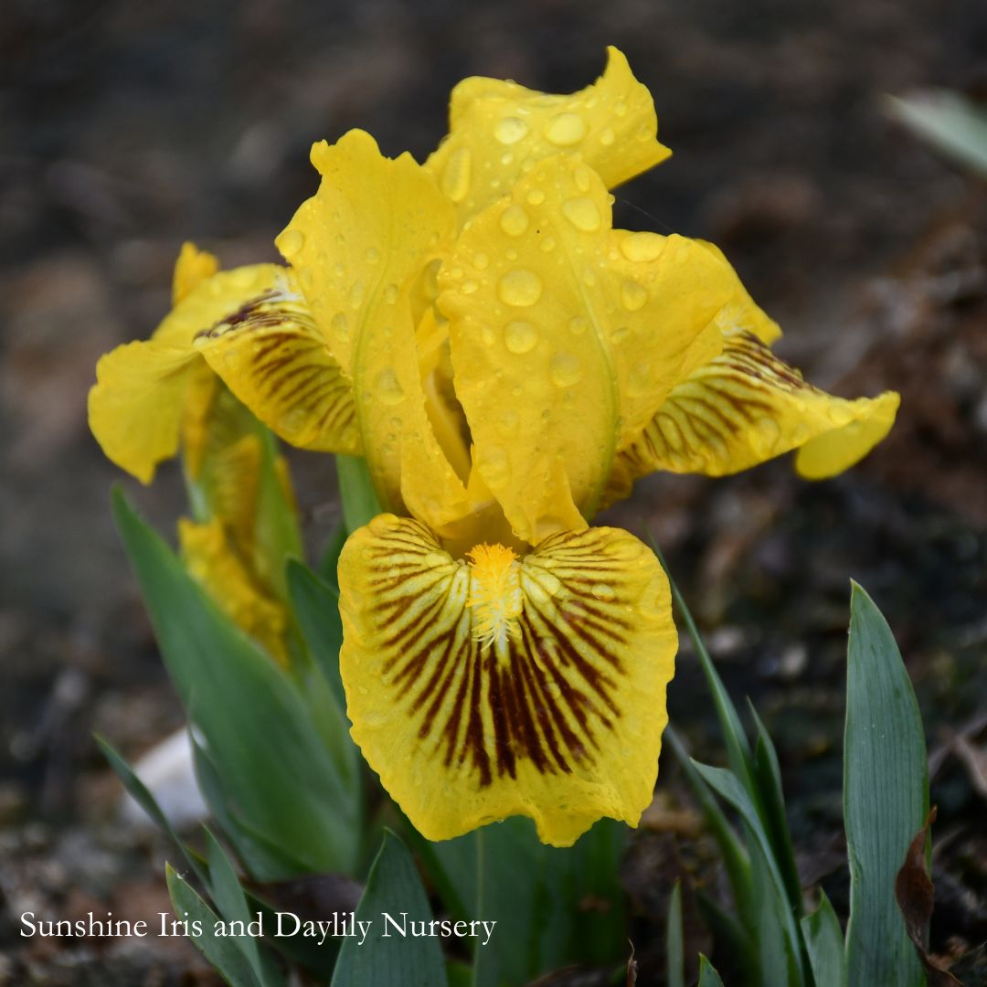 Eyebright - Dwarf Bearded Iris Sunshine Iris Nursery