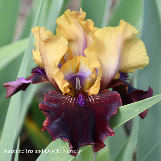 Eye Wonder - Intermediate Bearded Iris