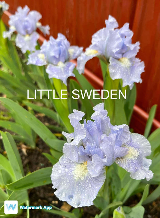 Little Sweden - Dwarf Bearded Iris
Regular