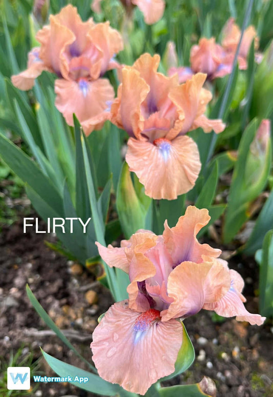 Flirty - Dwarf Bearded Iris