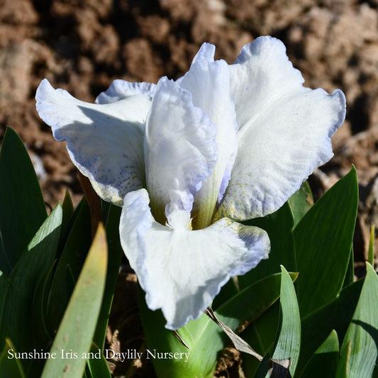 Fairy Footsteps - Dwarf Bearded Iris Sunshine Iris Nursery
