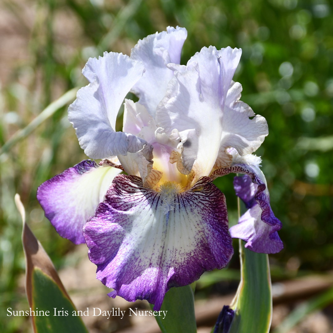 Fanciful Way - Tall Bearded Iris
