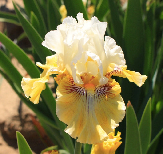 Fancy A Flutter - Tall Bearded Iris