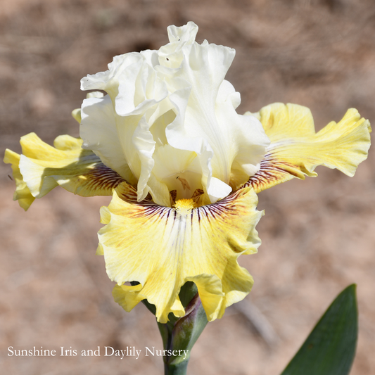Fancy a Flutter - Tall Bearded Iris