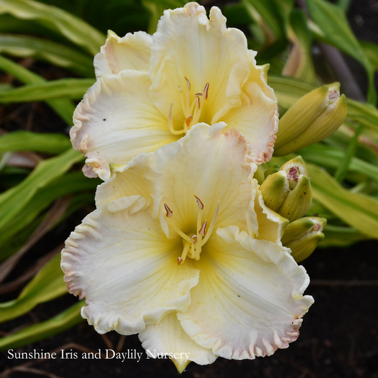 Fancy Border - Large Daylily