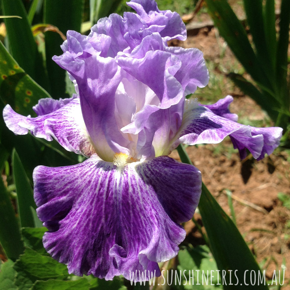 Fancy Dress - Tall Bearded Iris
