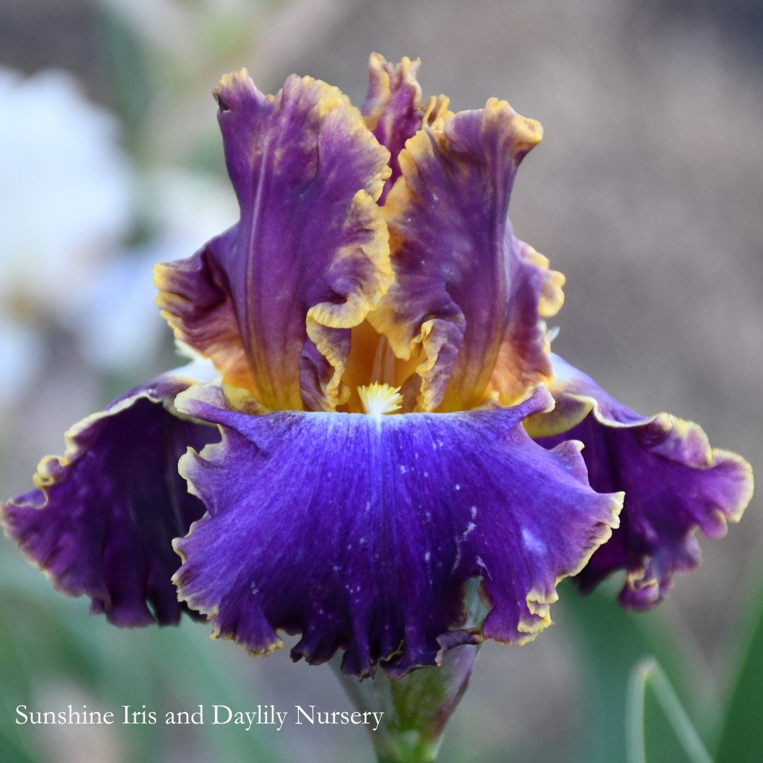 Fancy Ideas - Tall Bearded Iris