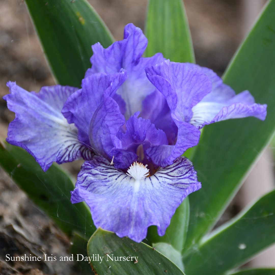 Fine Idea - Dwarf Bearded Iris