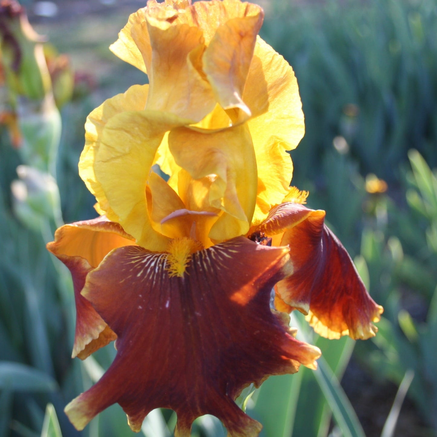 Flame Banner - Tall Bearded Iris