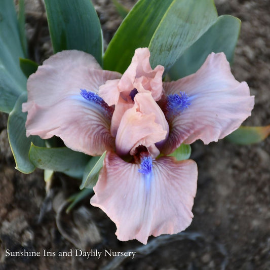 Flirty - Dwarf Bearded Iris Sunshine Iris Nursery