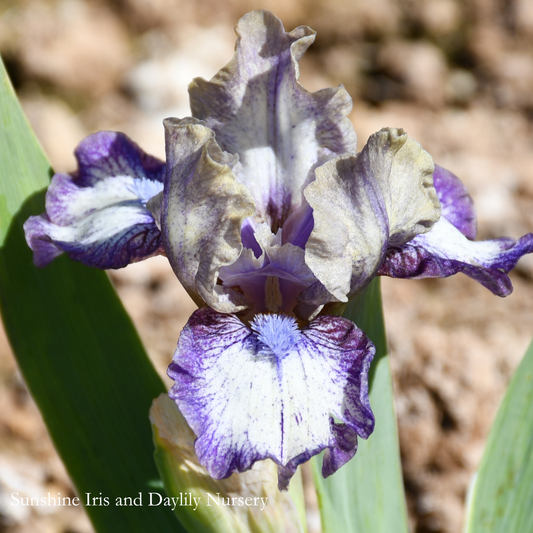 Fool For You - Dwarf Bearded Iris