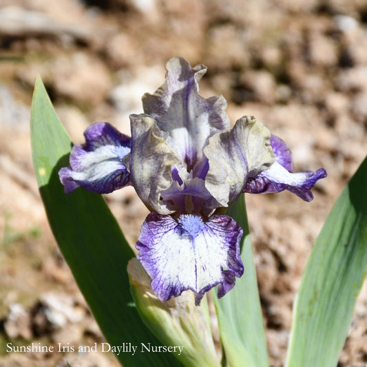 Fool For You - Dwarf Bearded Iris