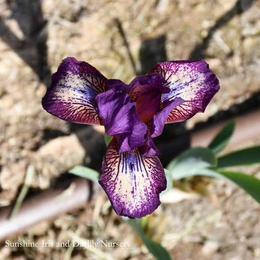 For Fun - Dwarf Bearded Iris