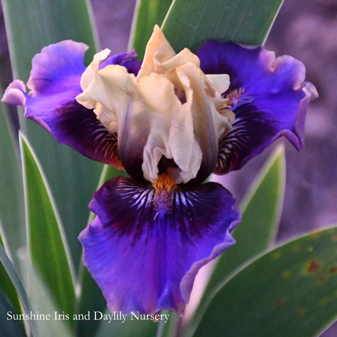 Freakin Around - Intermediate Bearded Iris