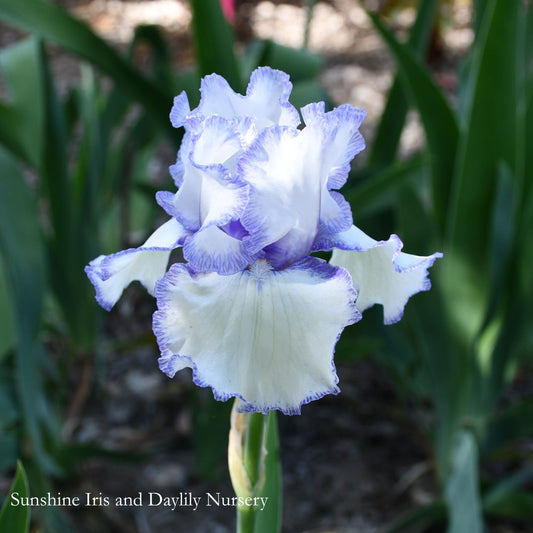 Freedom Song - Tall Bearded Iris