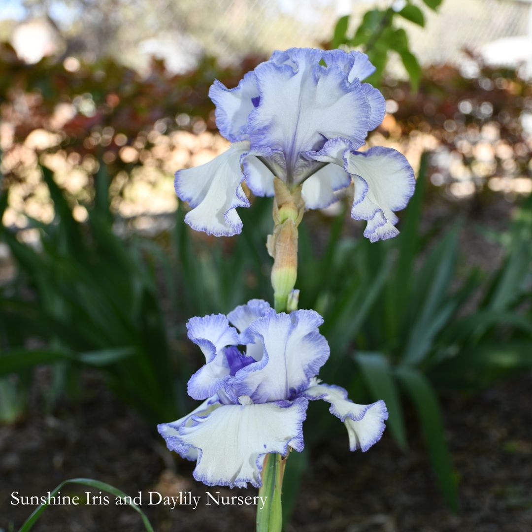 Freedom Song - Tall Bearded Iris