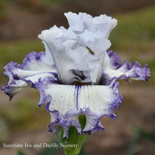 French Filigree - Tall Bearded Iris Sunshine Iris Nursery