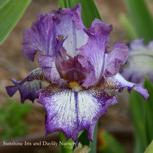 French Gown - Tall Bearded Iris