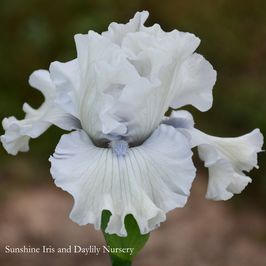 Frostfall - Tall Bearded Iris