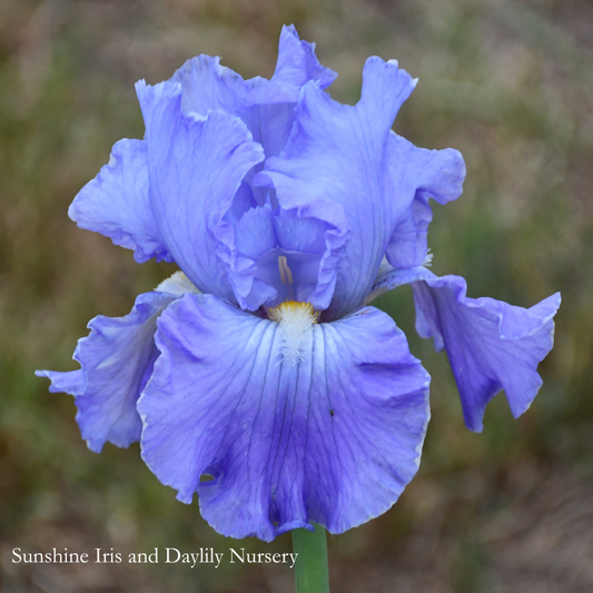 Full Tide - Tall Bearded Iris