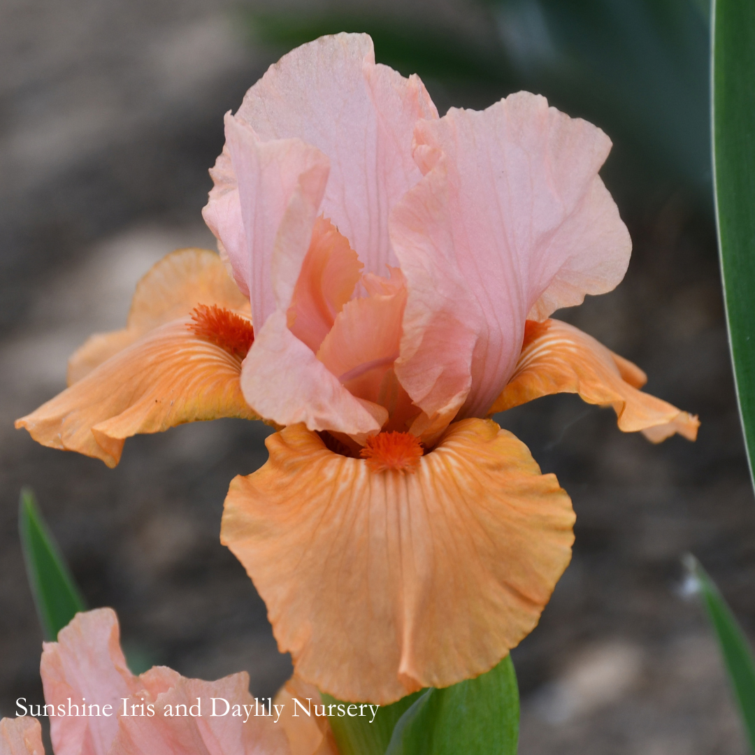 Furioso - Intermediate Bearded Iris