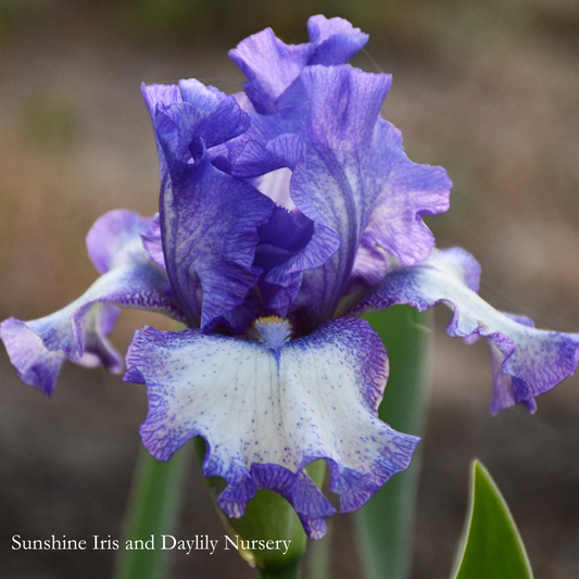 Gentle Rain - Tall Bearded Iris