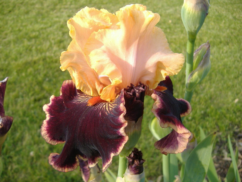 Glamour Pants - Tall Bearded Iris