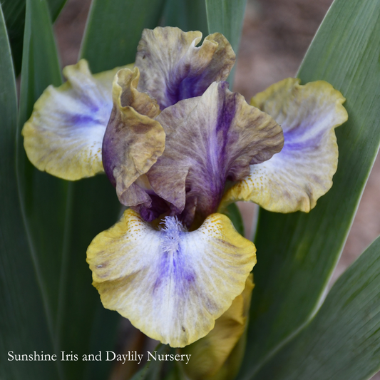 Glint - Dwarf Bearded Iris