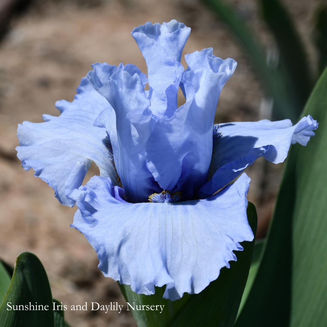 Godiva - Intermediate Bearded Iris