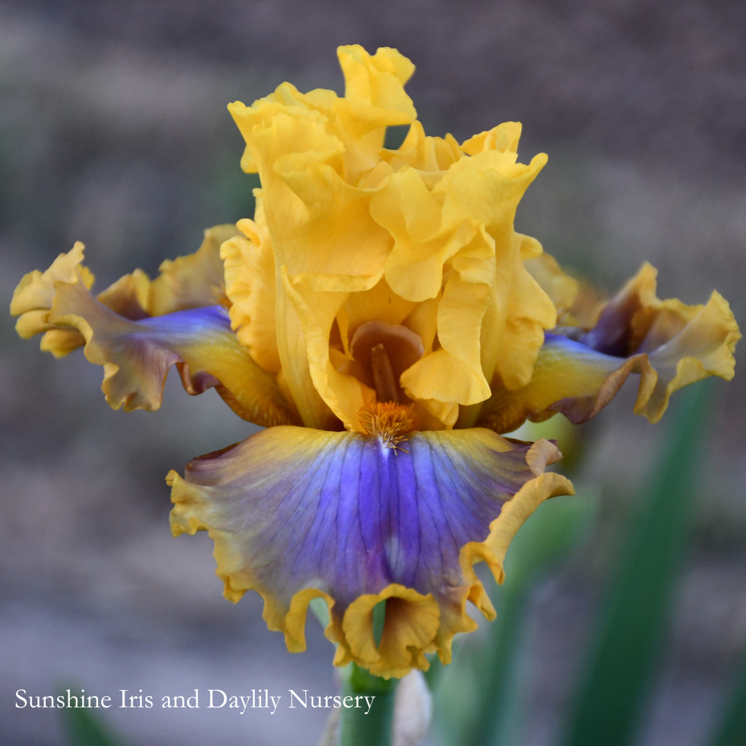 Good Morning Sunshine - Tall Bearded Iris