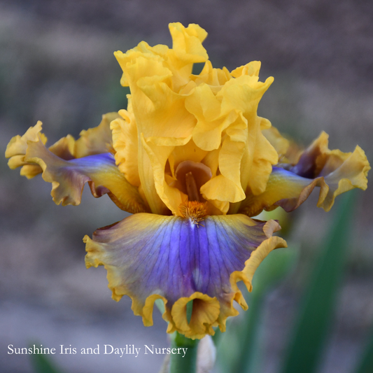 Good Morning Sunshine - Tall Bearded Iris