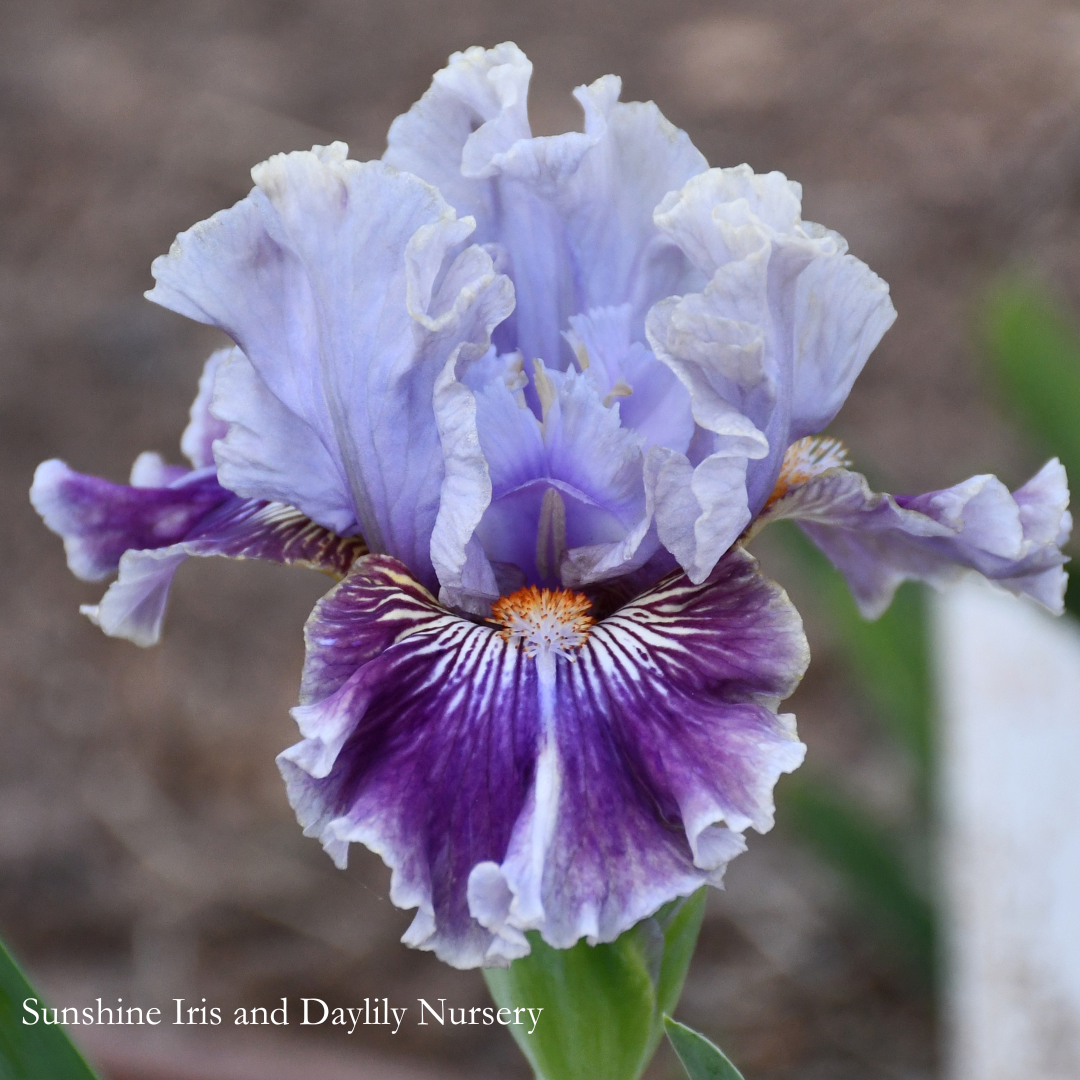 Grandescent - Intermediate Bearded Iris