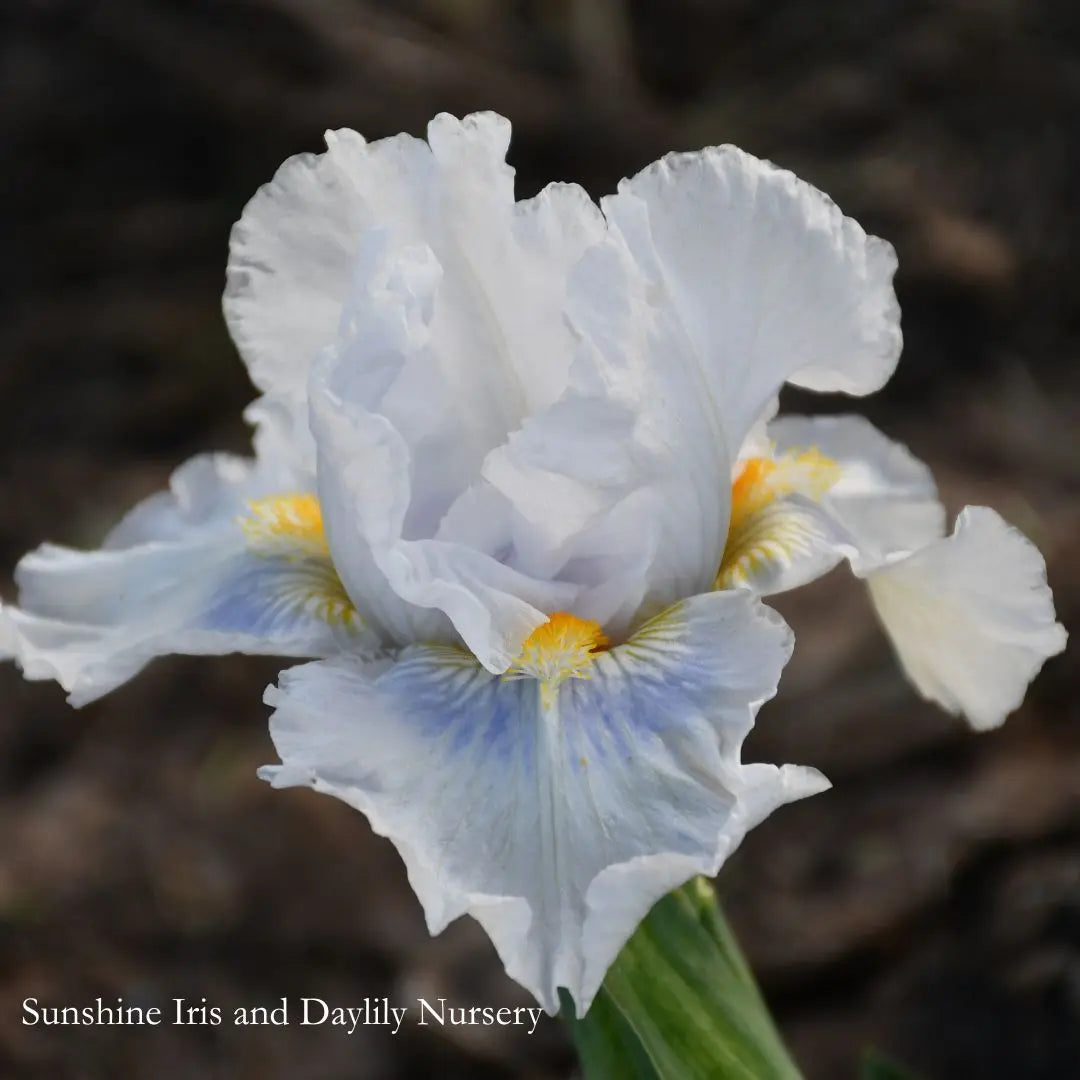 Grindelwald - Intermediate Bearded Iris Sunshine Iris Nursery