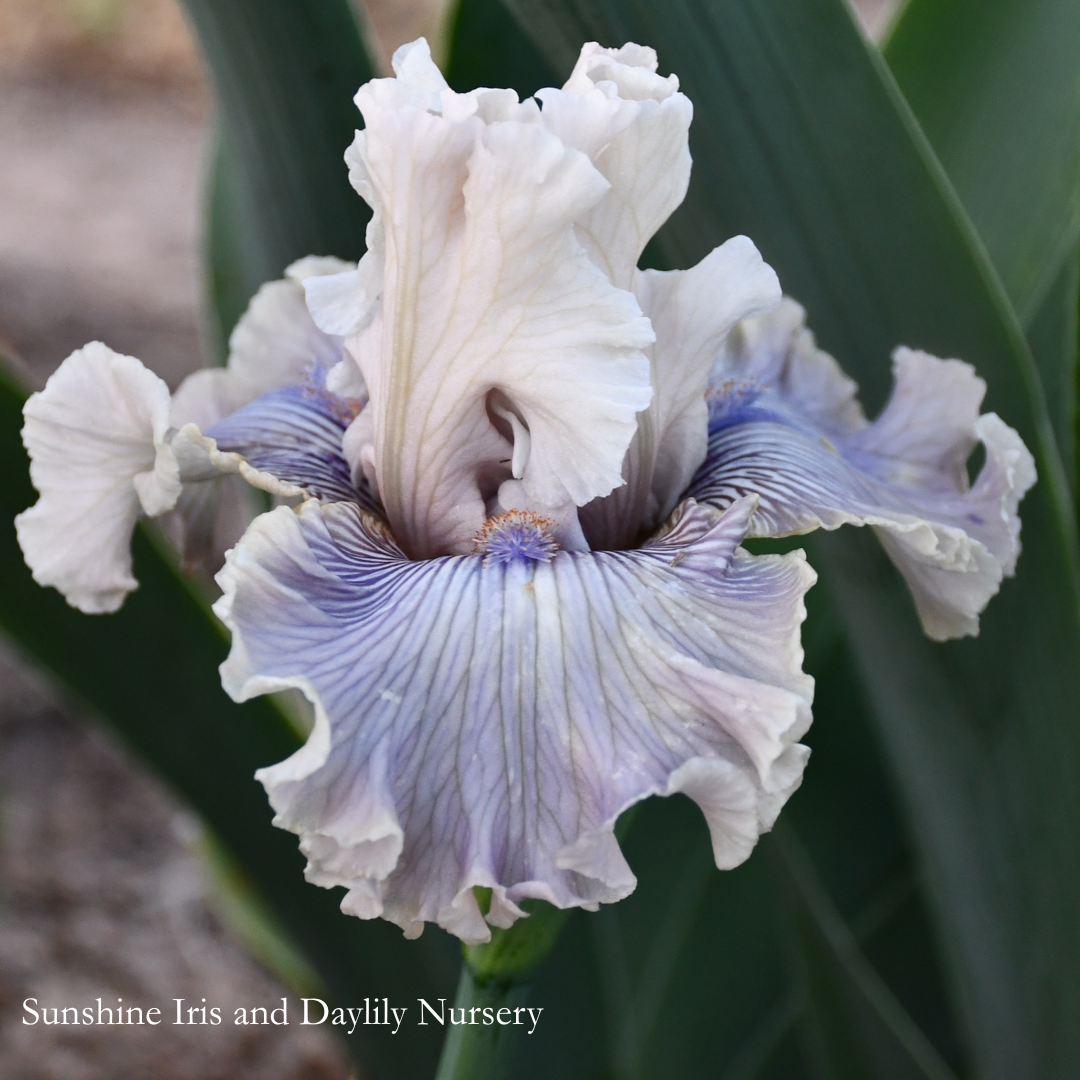 Haunted Heart - Tall Bearded Iris