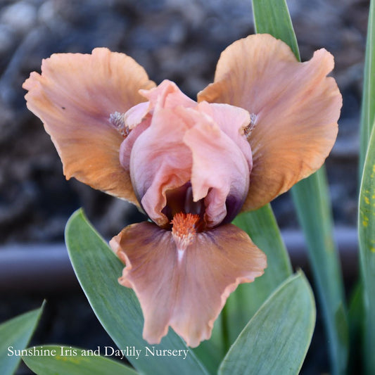Hear Ye - Dwarf Bearded Iris Sunshine Iris Nursery