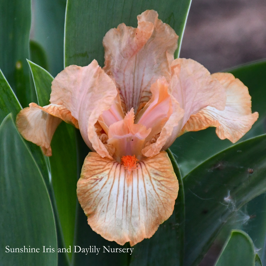 Helmsman - Dwarf Bearded Iris