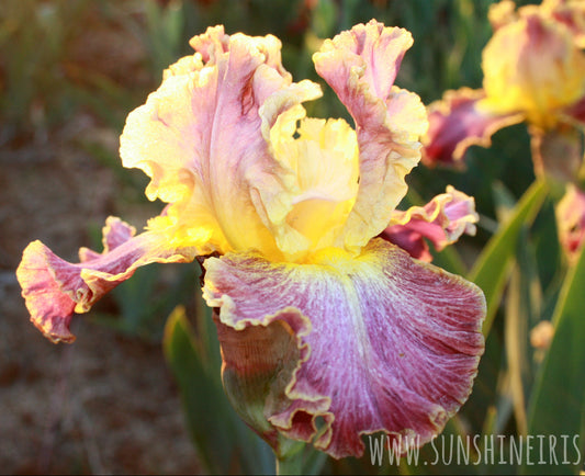High Master - Tall Bearded Iris