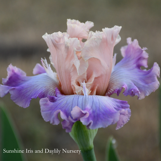 Hobnobbing - Tall Bearded Iris